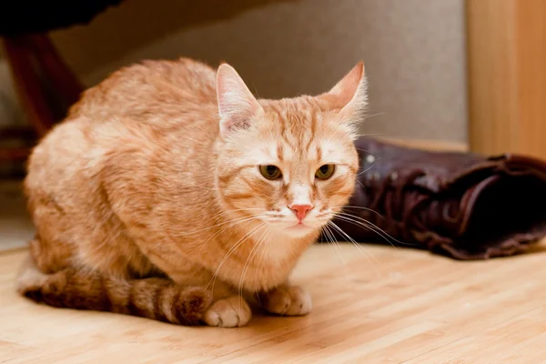Таббі кішки імбиру — стокове фото