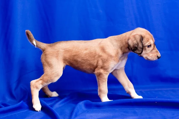 Салукийский щенок — стоковое фото