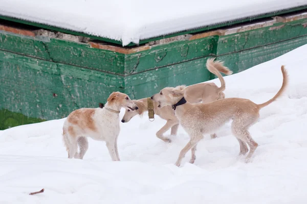 Κυνηγόσκυλο κουτάβια στο χιόνι — Φωτογραφία Αρχείου
