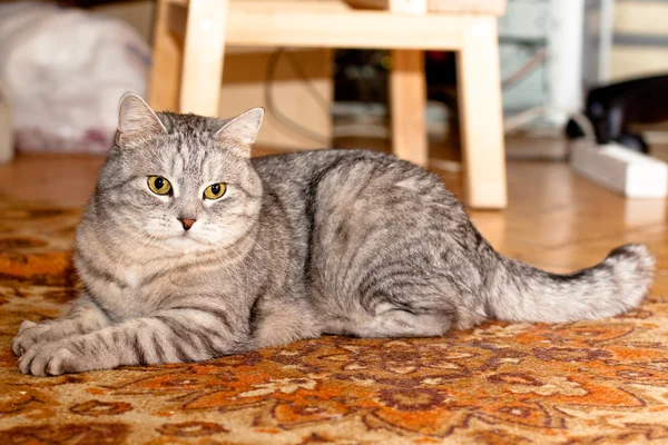 Crey 줄무늬 고양이 — 스톡 사진