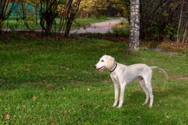 ayakta köpek yavrusu