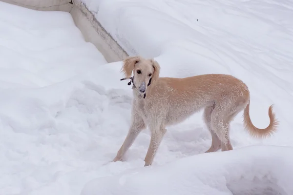 Cão cachorro na neve — Fotografia de Stock