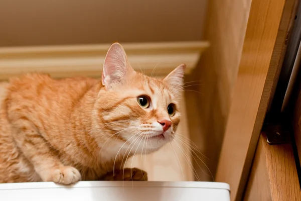 Zencefil tekir kedi — Stok fotoğraf