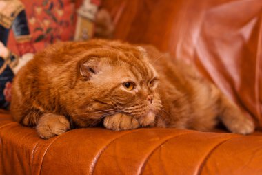 Scottish fold cat clipart