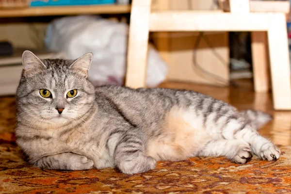 Crey tabby gato — Fotografia de Stock