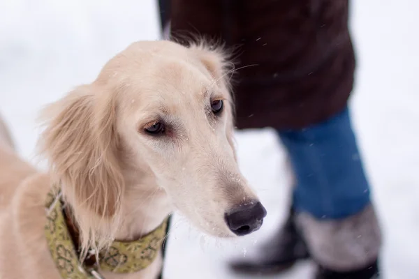 猎犬在雪地里的小狗 — 图库照片