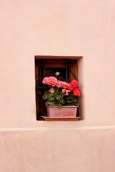 屋外の花 — ストック写真