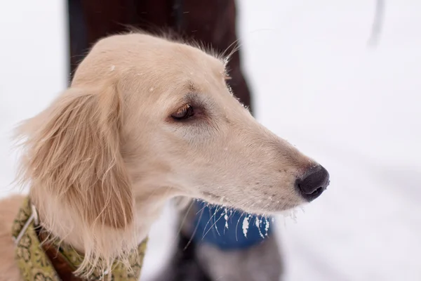 Hundehvalp i sne - Stock-foto