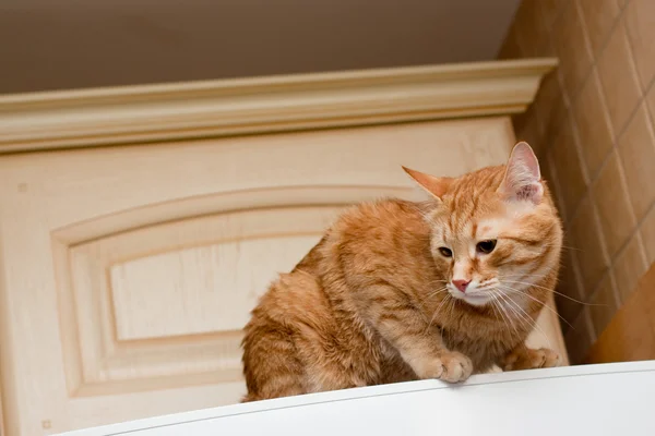 Таббі кішки імбиру — стокове фото