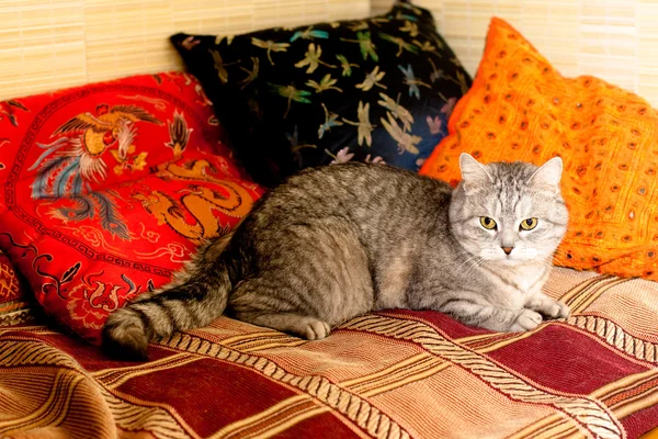 Szary kot Mora — Zdjęcie stockowe