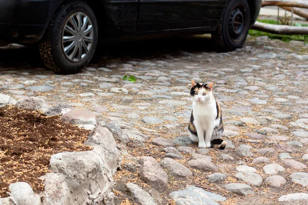 Kedi ve araba — Stok fotoğraf