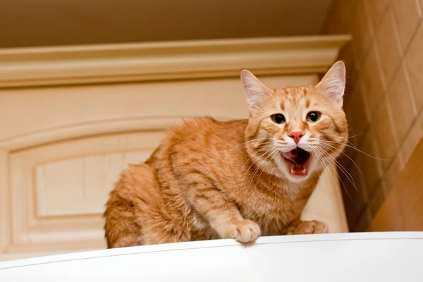 Ingwer gestromte Katze — Stockfoto