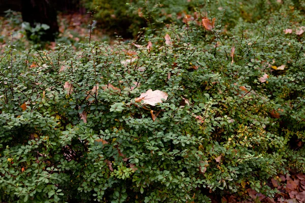 stock image Autumn leaves