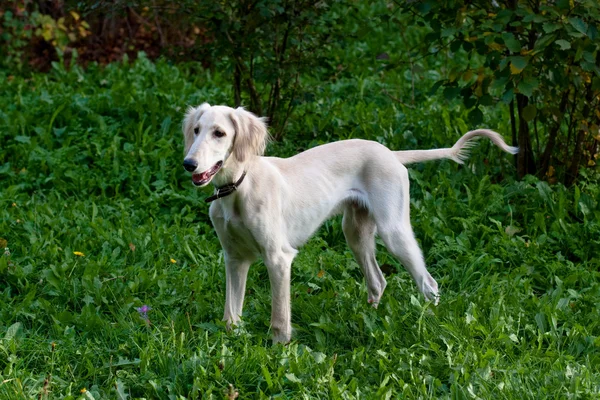 ayakta köpek yavrusu