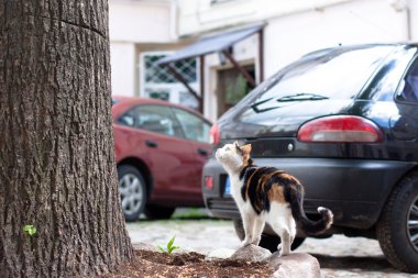 kedi ve ağaç