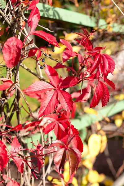 Κόκκινα φύλλα — Φωτογραφία Αρχείου