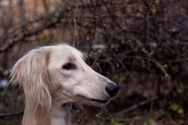 Bílý saluki — Stock fotografie