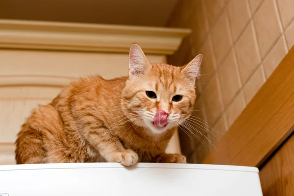 생강 줄무늬 고양이 — 스톡 사진