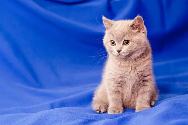 British kitten — Stock Photo, Image