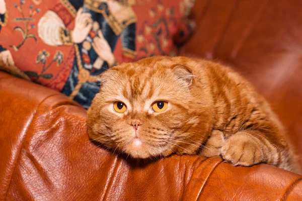 Gato pliegue escocés — Foto de Stock