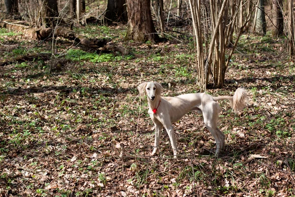 白色波斯猎犬 — 图库照片