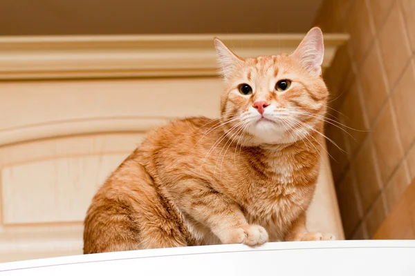 Ginger tabby cat — Stock Photo, Image