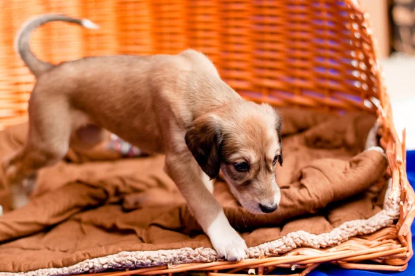 サルーキ子犬 — ストック写真