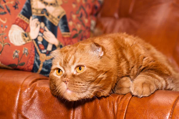 スコットランドの折猫 — ストック写真