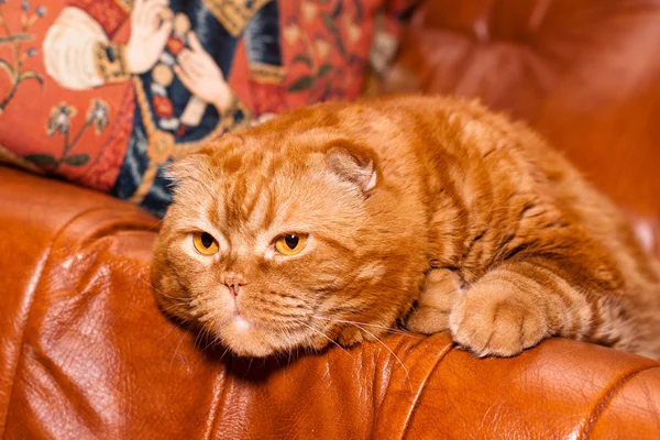 Шотландська висловуха кішка — стокове фото