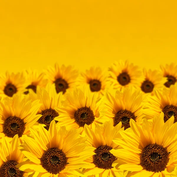 Sunflower background with copyspace — Stock Photo, Image
