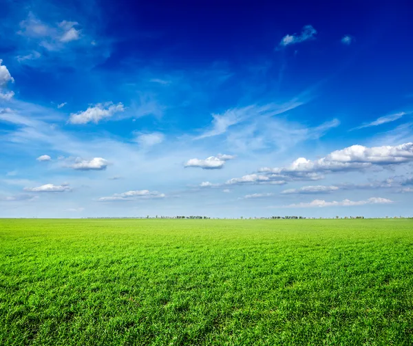 Поле зеленой свежей травы под голубым небом — стоковое фото