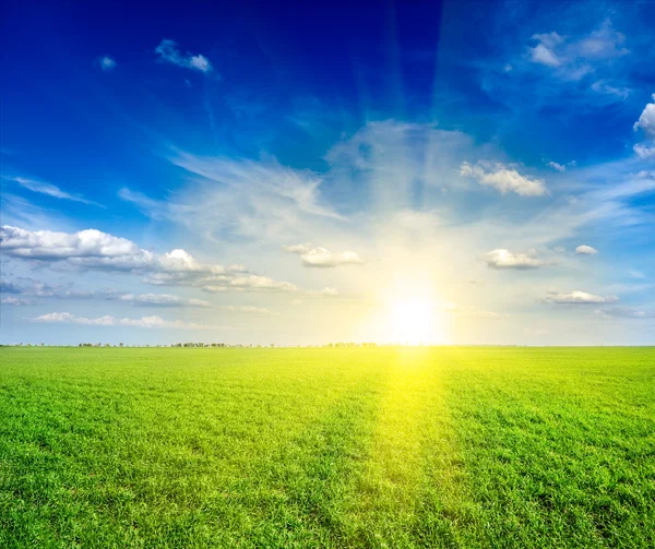 Поле зеленої свіжої трави під блакитним небом — стокове фото