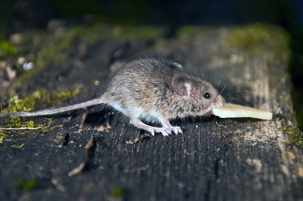 小小鼠标 — 图库照片