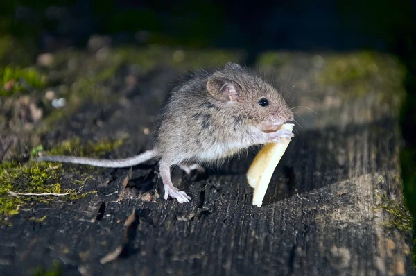 小小鼠标 — 图库照片