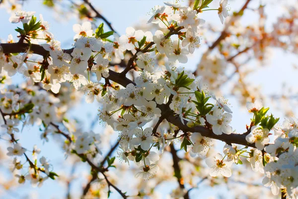 stock image Flowers of the blossoms on a spring day