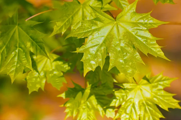 Молодые нежные листья клена в весенний сезон — стоковое фото