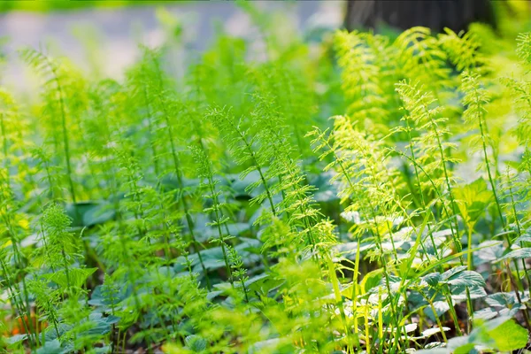 Fresh green plants background — Stock Photo, Image