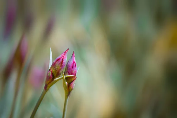 Bloem achtergrond — Stockfoto