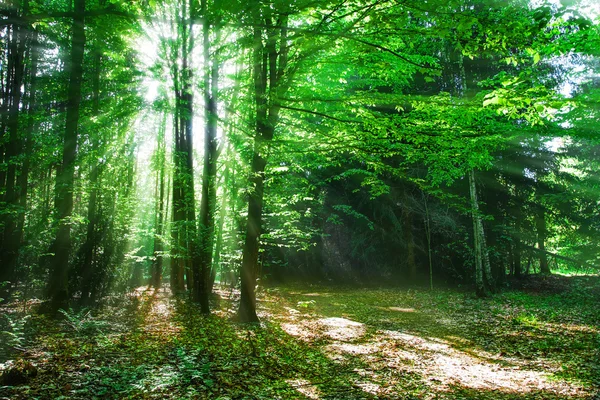 stock image Forest