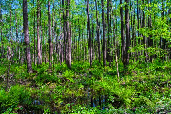 Bosque — Foto de Stock