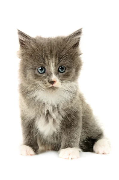 회색과 흰색 고양이그녀의 허리를 측정 하는 행복 한 어린 소녀 — 스톡 사진