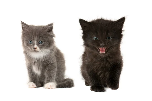 Two fluffy kittens — Stock Photo, Image