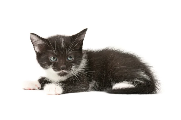 Svart och vit kattunge — Stockfoto