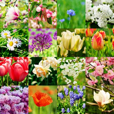 Flower collage clipart