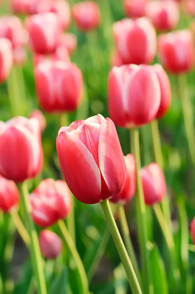 Rode mooie tulpen — Stockfoto