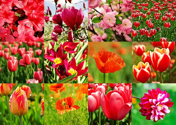 Red flower collage — Stock Photo, Image