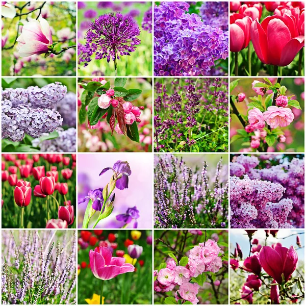 紫罗兰色花朵拼贴 — 图库照片