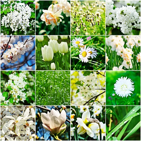 stock image White flower collage