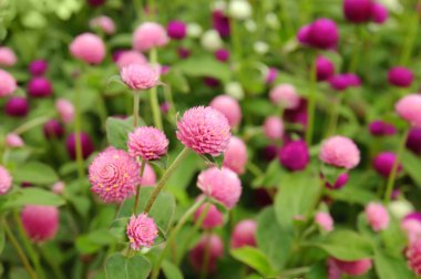 Pink clower flowers clipart