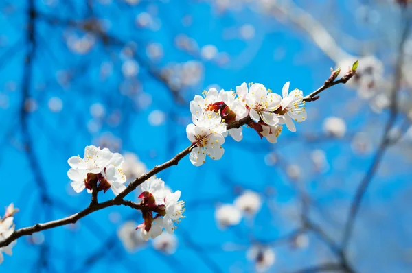 Branch of the apricot tree — Stock Photo, Image